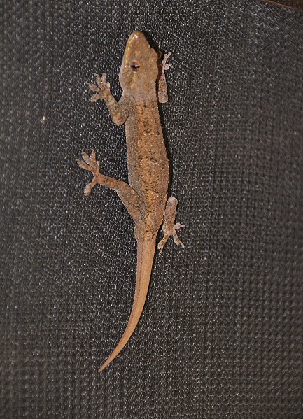 Hausgecko