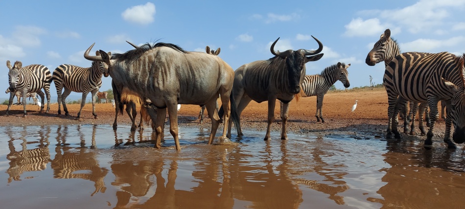 Gnus am Soroi Foto Hide