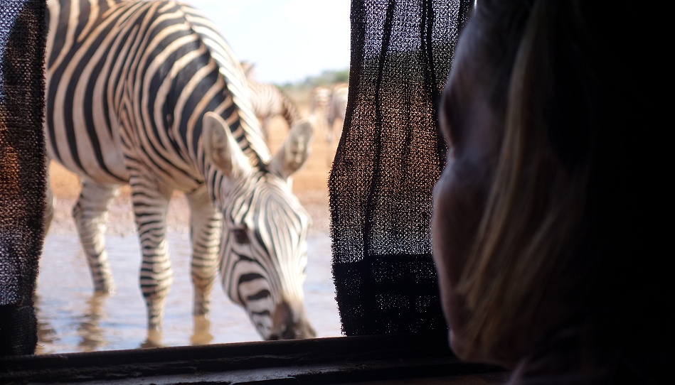 Zebras am Soroi Foto Hide