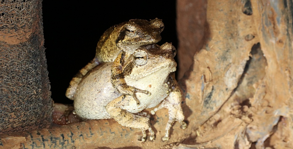 Nest frogs am Foto Hide