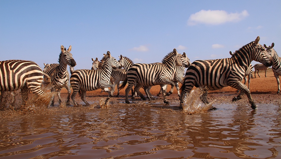 Zebras am Soroi Foto Hide