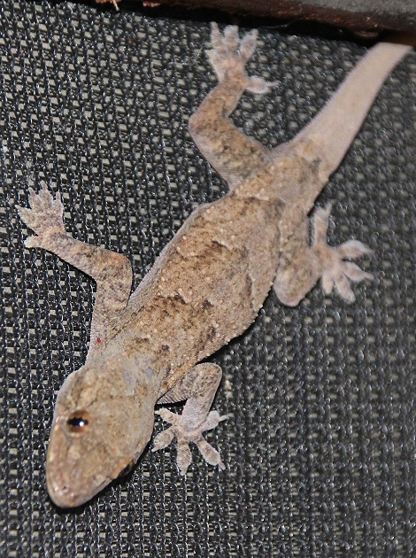 Hausgecko am Banda
