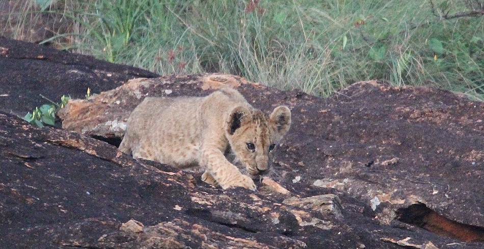 Vier L&ouml;wenbabys am Lions Rock