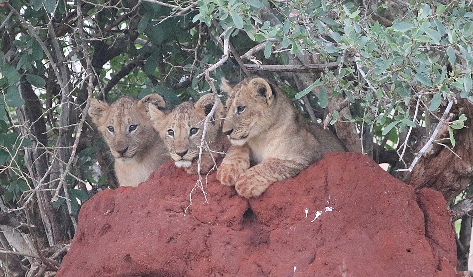 sechs L&ouml;wenbabys auf einem Termitenh&uuml;gel, Lumo Reservat