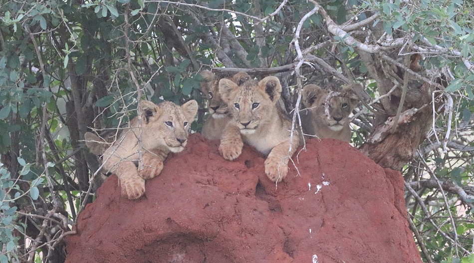 sechs L&ouml;wenbabys auf einem Termitenh&uuml;gel, Lumo Reservat