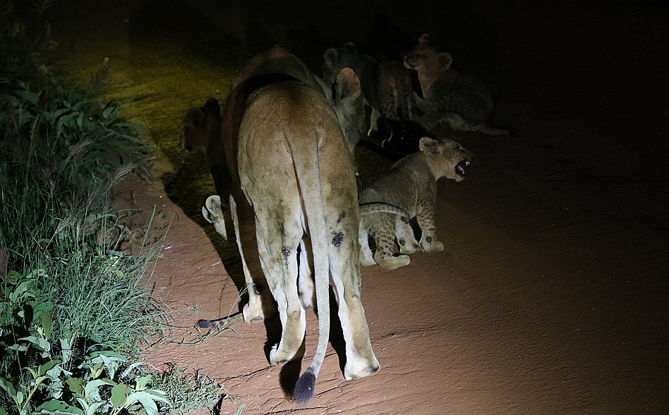 Night Game Drive, L&ouml;win mit sechs Babys