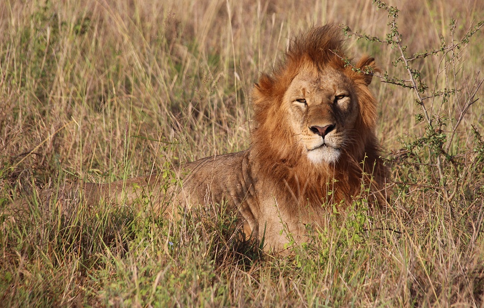 L&ouml;wen im Lumo Conservancy