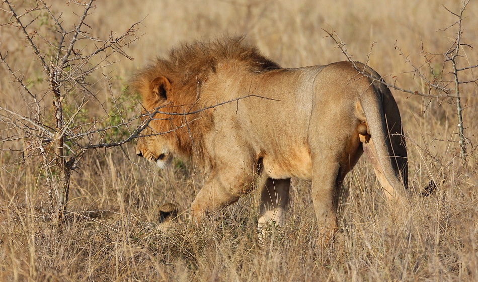L&ouml;wen im Lumo Conservancy