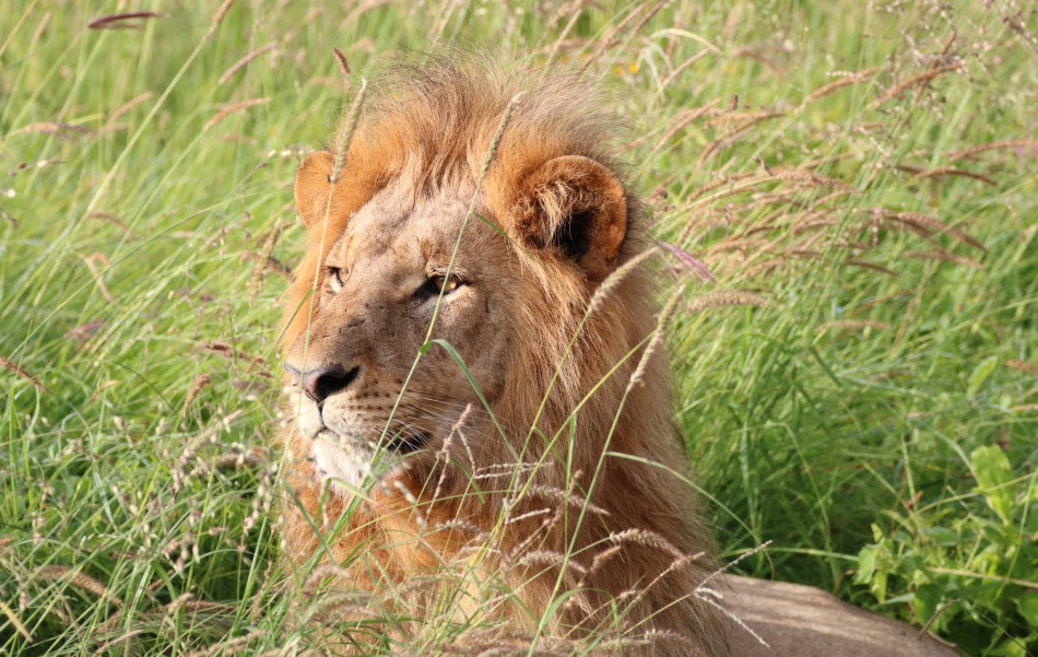 L&ouml;we im Lumo Conservancy