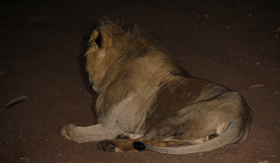 Night Game Drive, L&ouml;wenp&auml;rchen im Lumo/Taita Hills Reservat