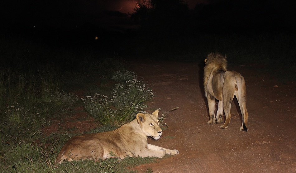 Night Game Drive, L&ouml;wenp&auml;rchen im Lumo/Taita Hills Reservat
