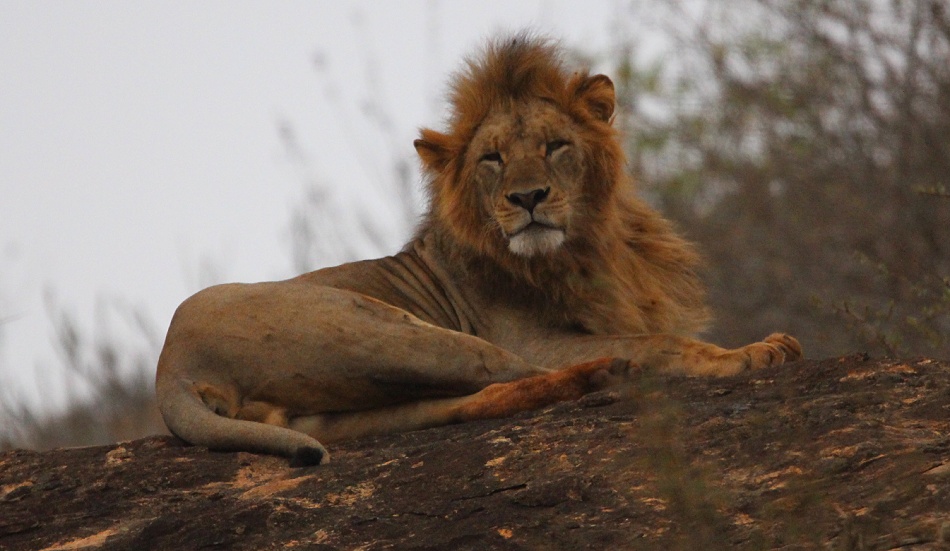 L&ouml;wen am Lions Rock