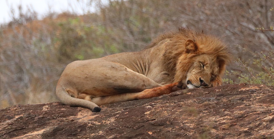 L&ouml;wen am Lions Rock