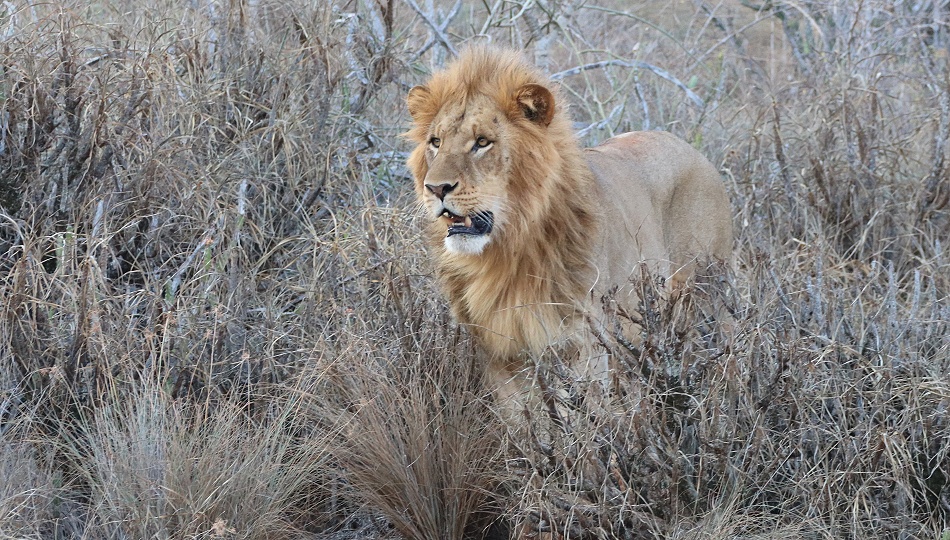 L&ouml;wen am Lions Rock