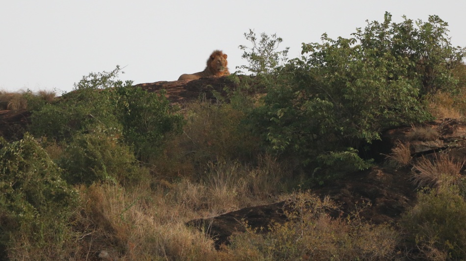 L&ouml;wen am Lions Rock