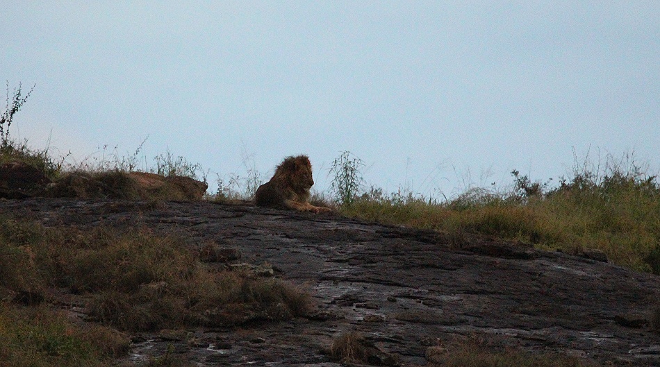 L&ouml;we auf dem Lions Rock