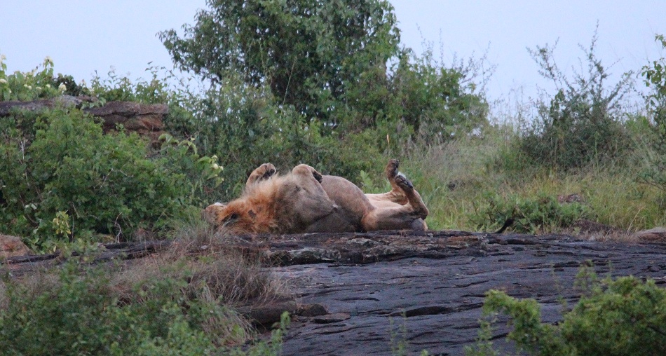 L&ouml;we auf dem Lions Rock