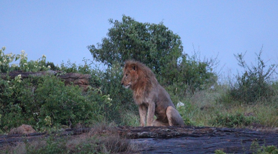 L&ouml;we auf dem Lions Rock