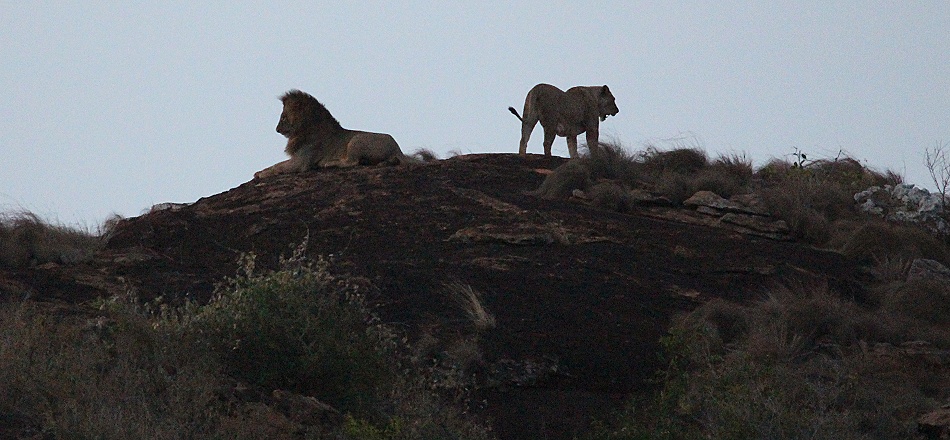 L&ouml;wen auf dem Lions Rock
