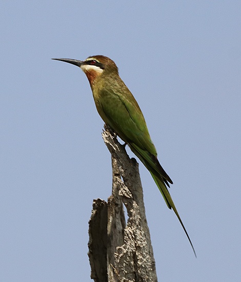 Madagascarspint