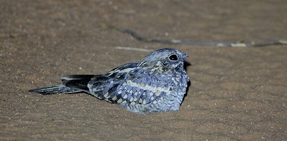 Nachtschwalbe
