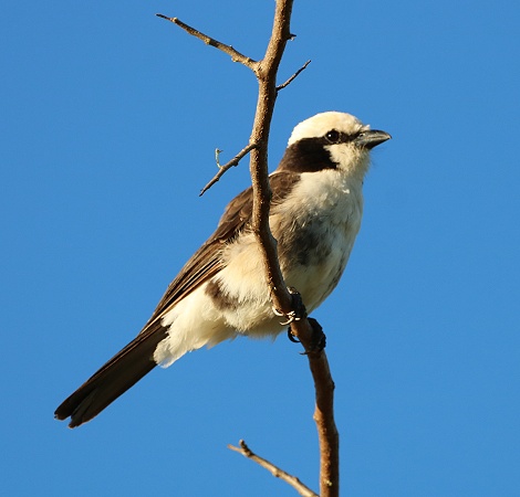 R&uuml;ppelw&uuml;rger
