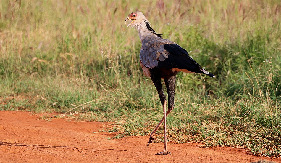 Sekret&auml;r