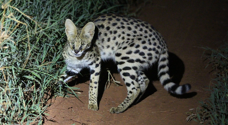 Night Game Drive, serval