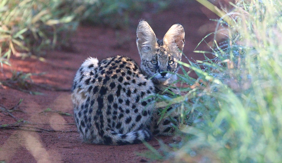 Serval Katze im Lumo Conservancy