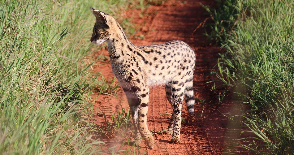 Serval Katze im Lumo Conserva