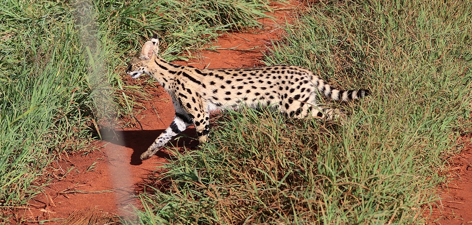 Serval Katze im Lumo Conserva