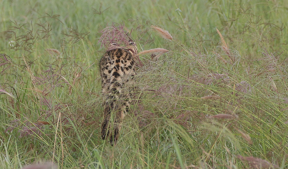 jagender Serval, Lumo Conservancy