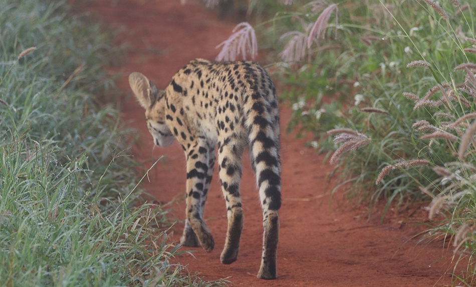 Serval im Mogennebel