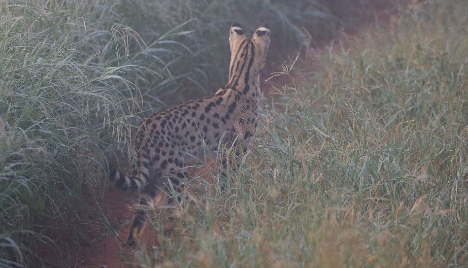 Serval im Mogennebel