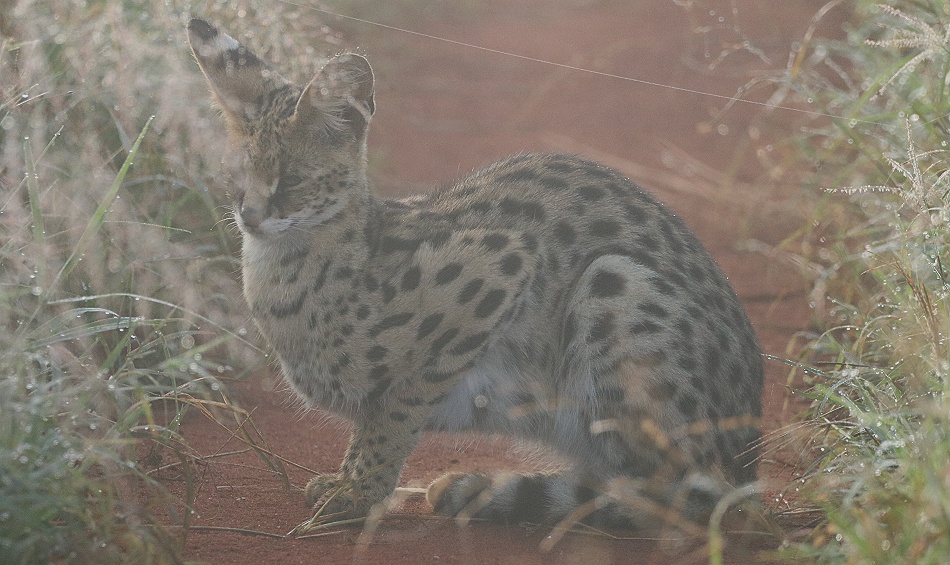 Serval im Mogennebel