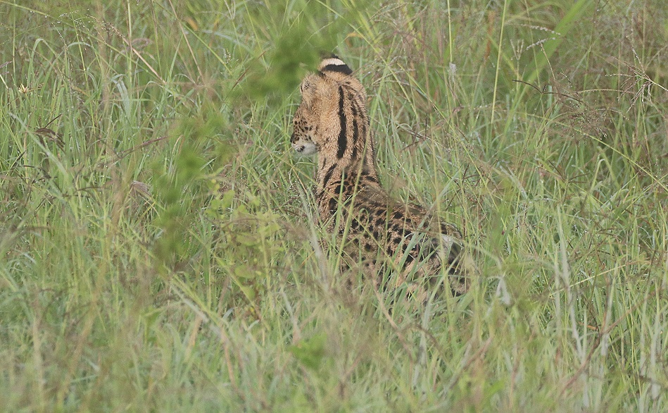 Serval im Mogennebel