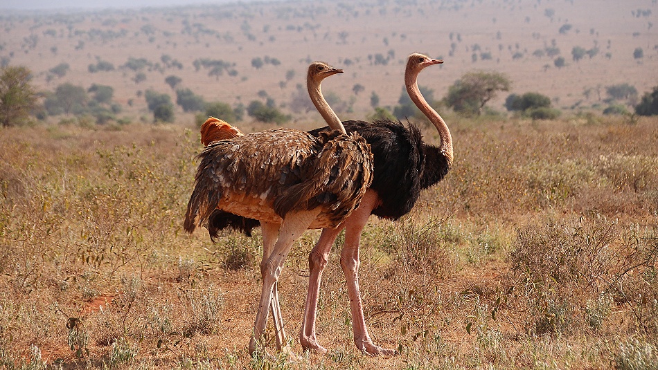 Masai Strau&szlig;e
