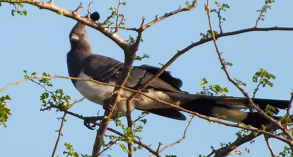 Weissbauchl&auml;rmvogel, Go away bird