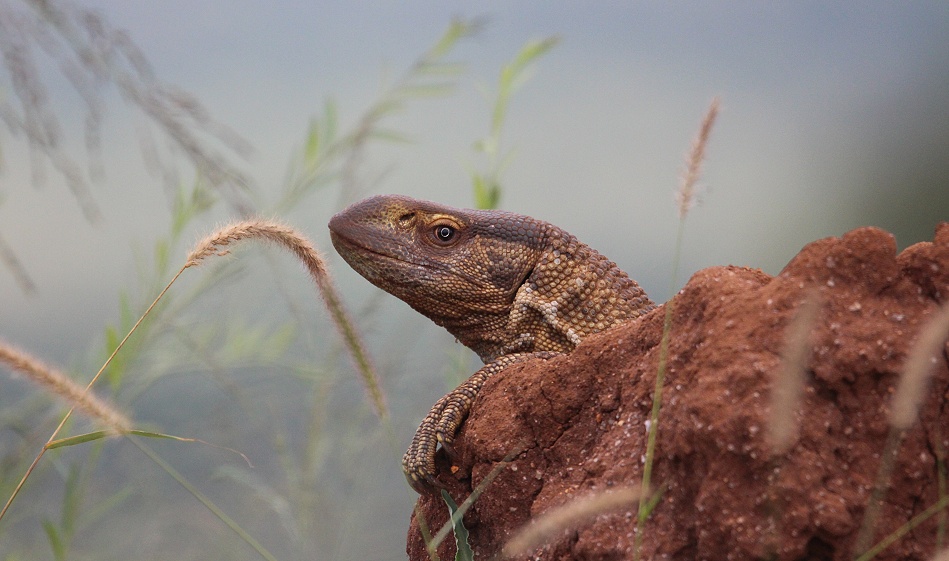 Weisskehlwaran im Lumo Conservancy