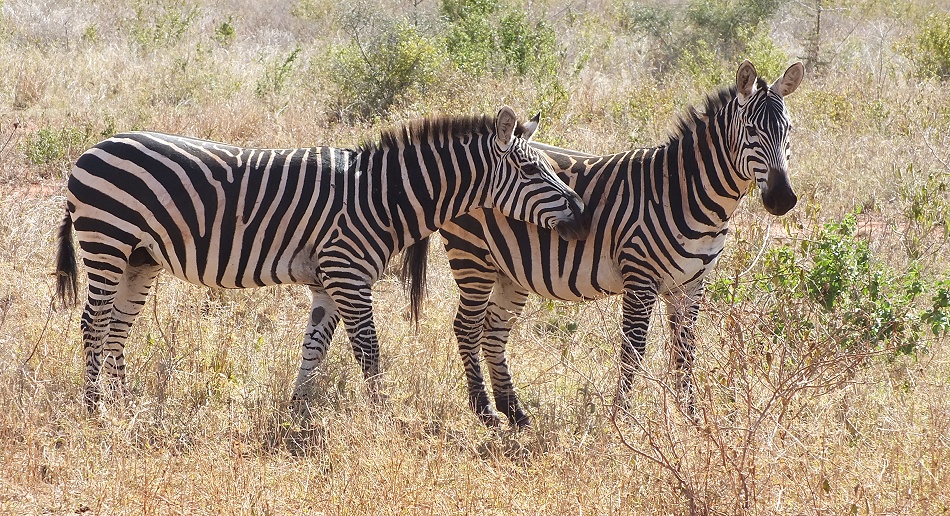 Steppen Zebras