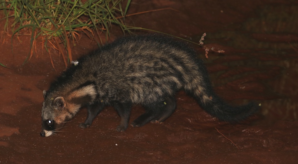 Night Game Drive, Zibetkatze - Lumo Conservancy