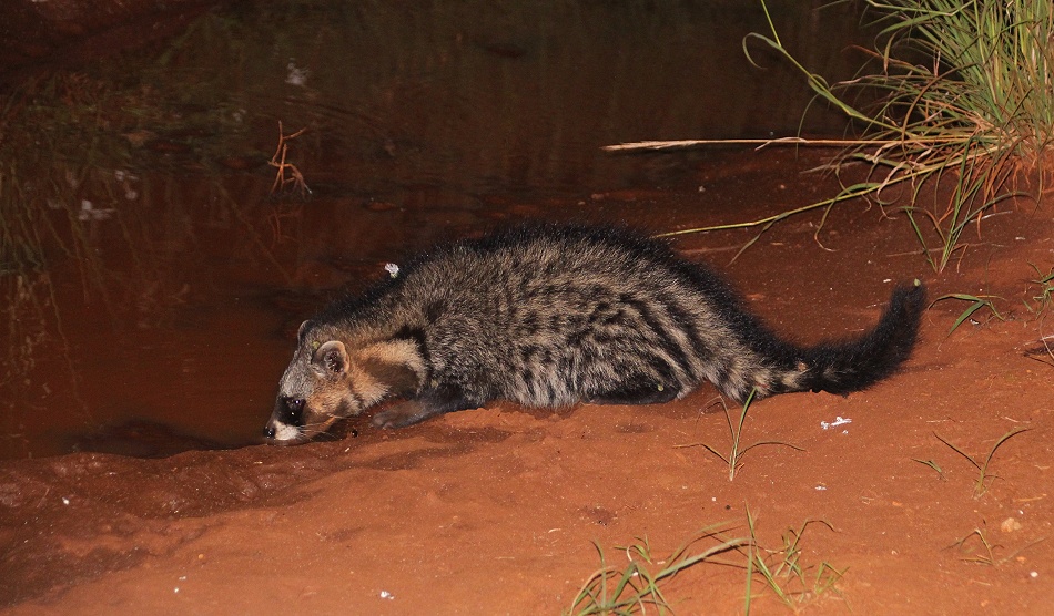 Night Game Drive, Zibetkatze - Lumo Conservancy