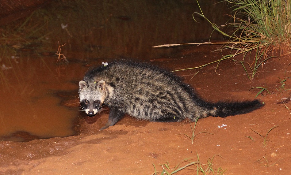Night Game Drive, Zibetkatze - Lumo Conservancy