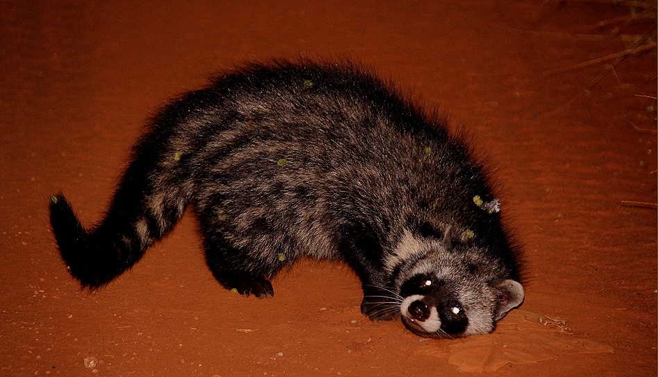 Night Game Drive, Zibetkatze - Lumo Conservancy