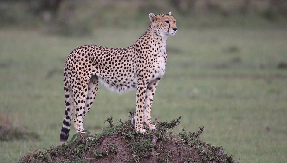 Neema, Gepard Weibchen