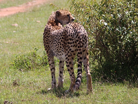 Cheetah, Gepard - Neema