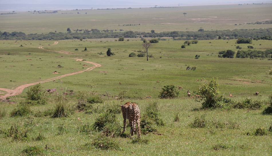 Cheetah, Gepard - Neema