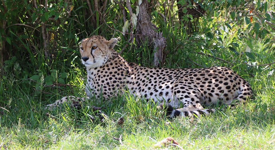 Cheetah, Gepard - Neema