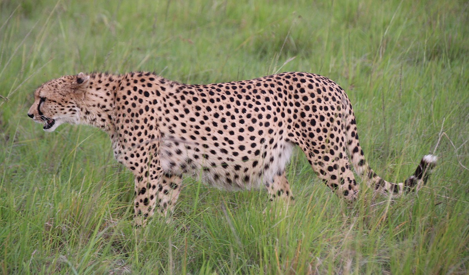 Gepard M&auml;nnchen, Ruka
