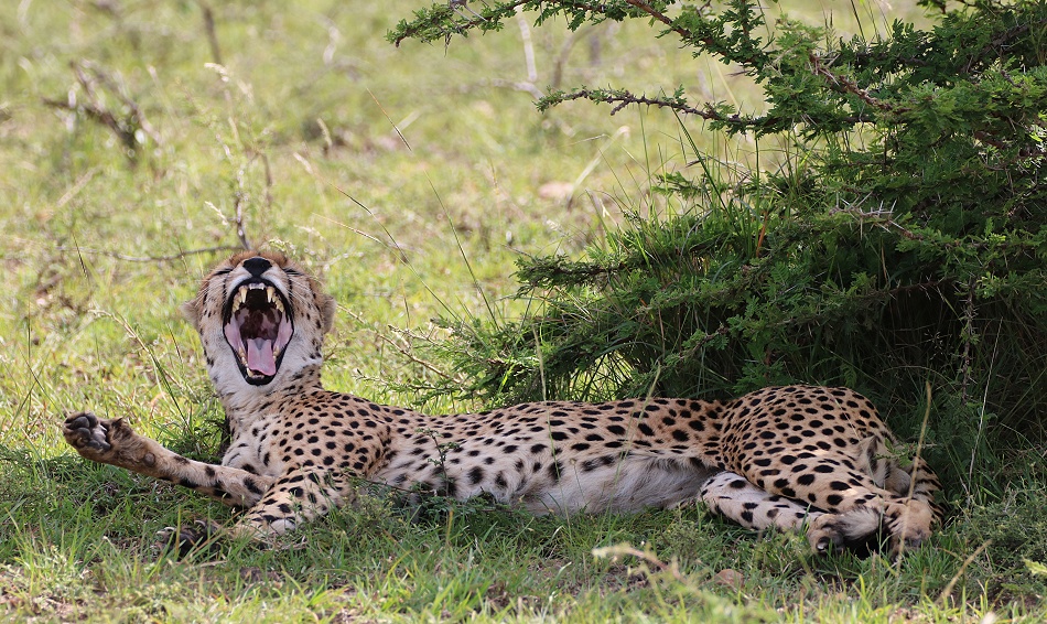 Ruka, Gepard, Masai Mara